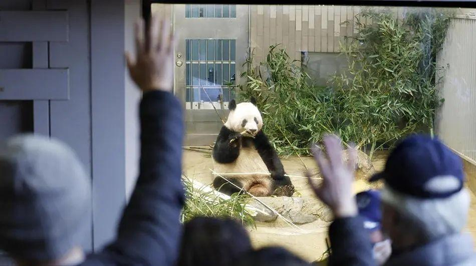 中國快遞首次承運(yùn)大熊貓,順豐國際快遞憑啥搶了UPS的活?